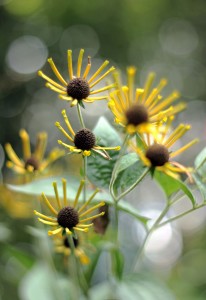 Cheery yellow flowers